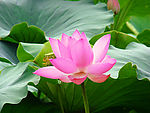 荷花 茶叶 莲花
