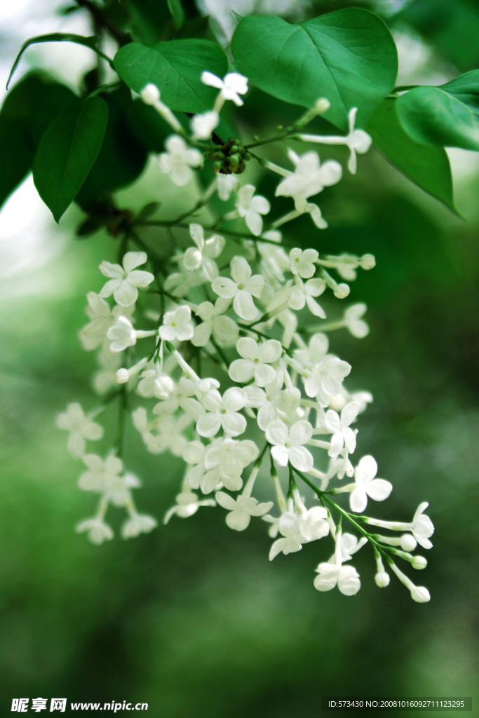 白色丁香花