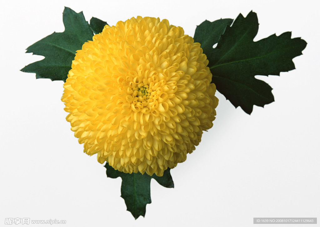 菊花
