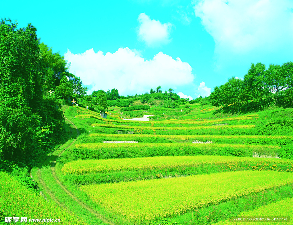 水稻田
