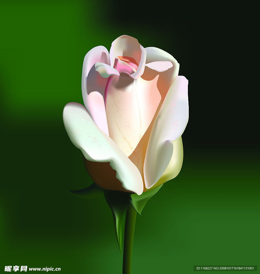 白色花图片