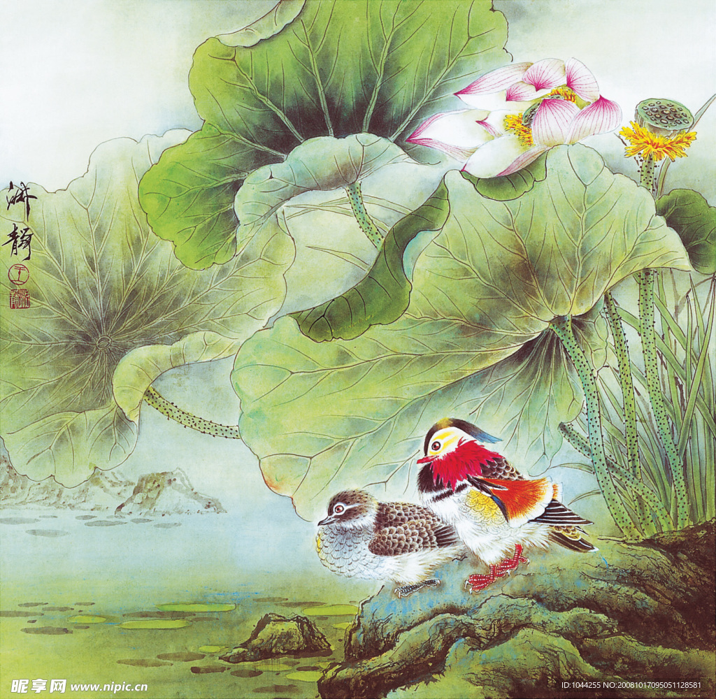 荷花