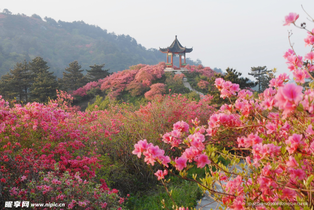 杜鹃花
