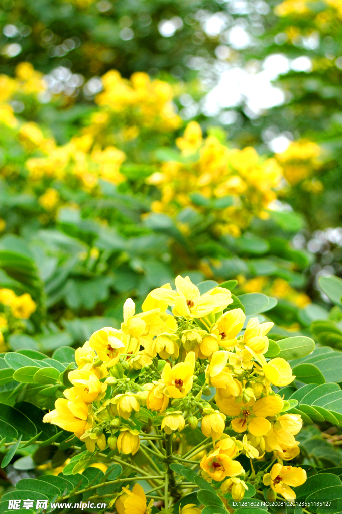 花的特写