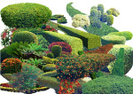 园林植物造型