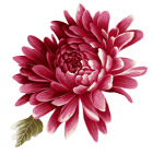 红色菊花