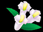芝麻花