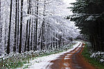 雪原