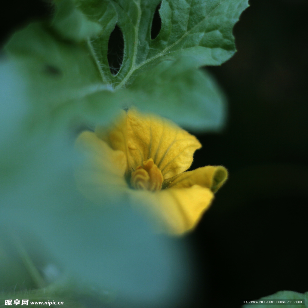 南瓜花特写