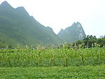 玉米稻田