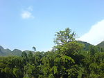 蓝天绿树