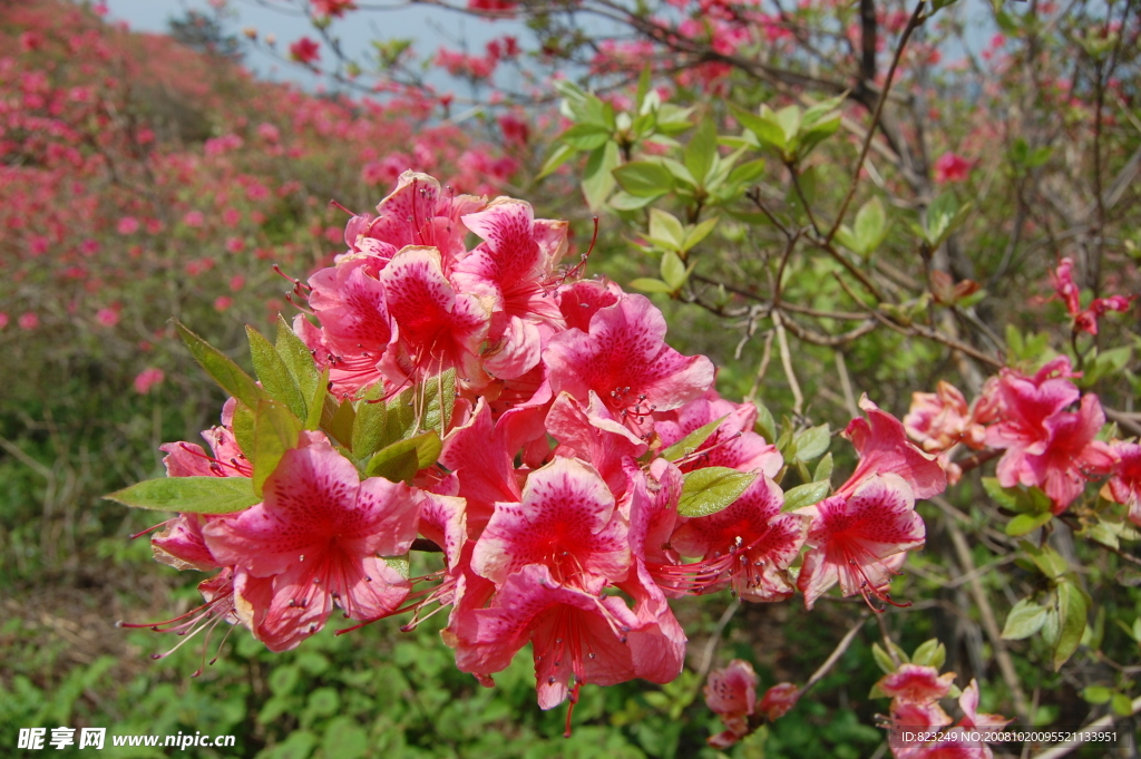 杜鹃花