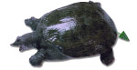 甲鱼
