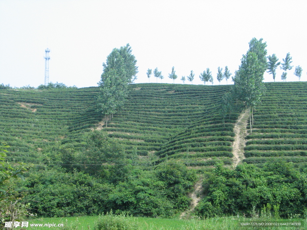 茶山2