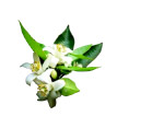 甜橙花
