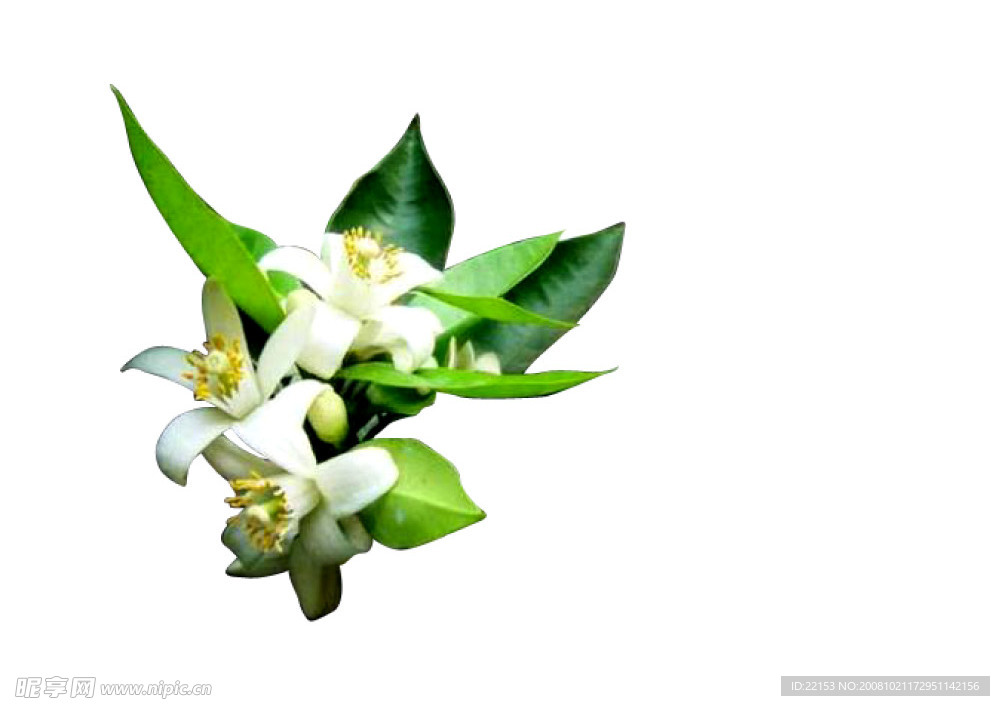 甜橙花
