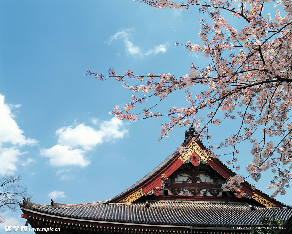 日本樱花房檐