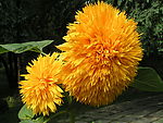 花卉