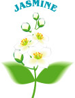 茉莉花