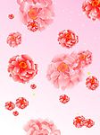 玫瑰花