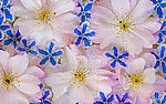 水汪汪的冰花