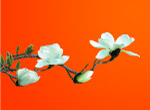 白玉兰清晰大图