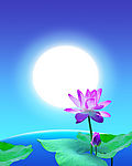 荷花