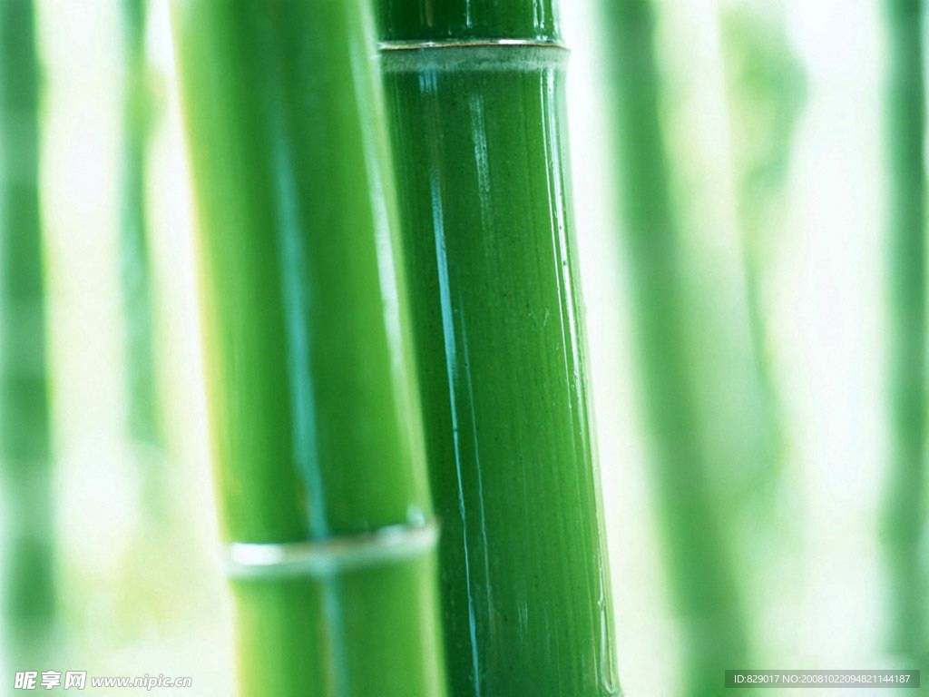 竹林