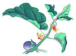 植物２