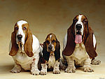 名犬