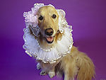 名犬