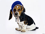名犬