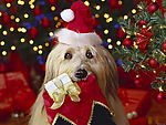名犬