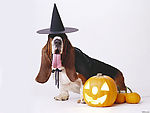 名犬