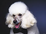 名犬