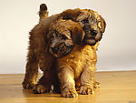 名犬