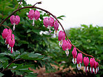 粉红鲜花