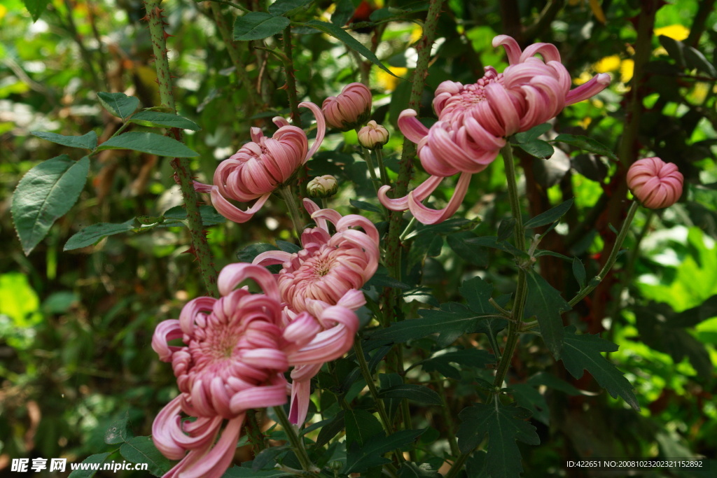 粉红菊花