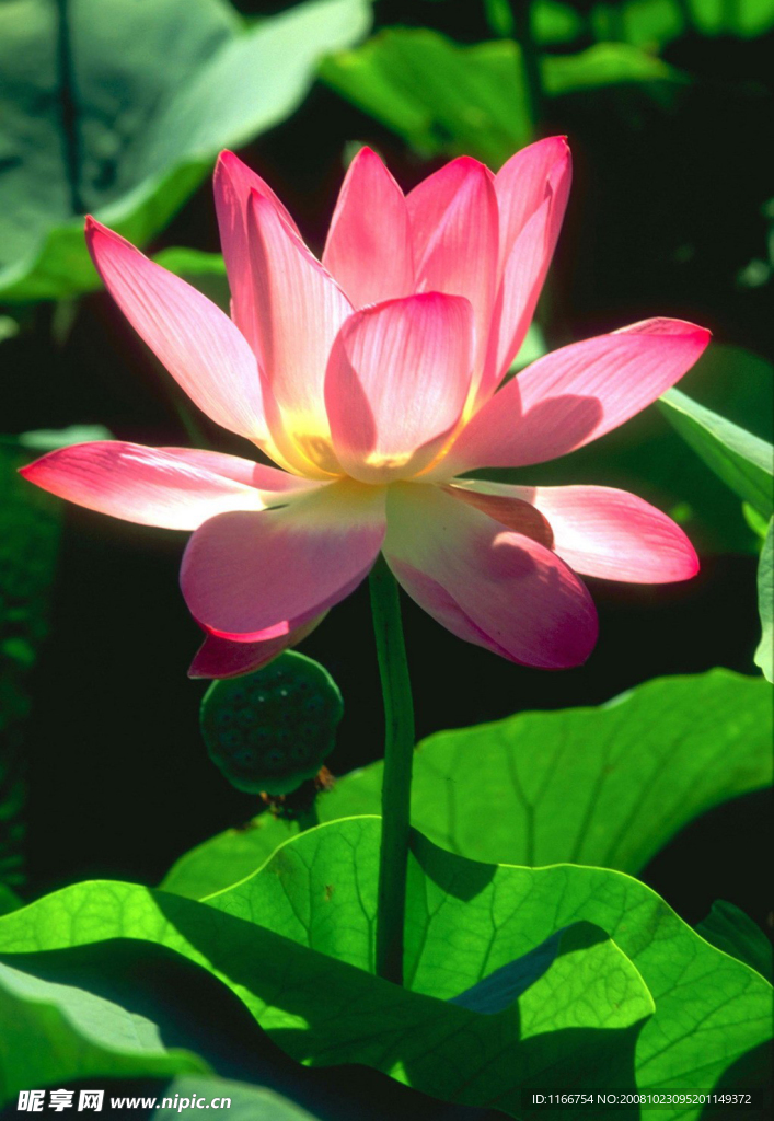 荷花