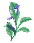 花卉5