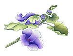 花卉6