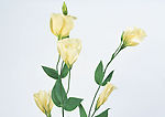 花卉 黄色花