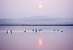 夕照天鹅湖