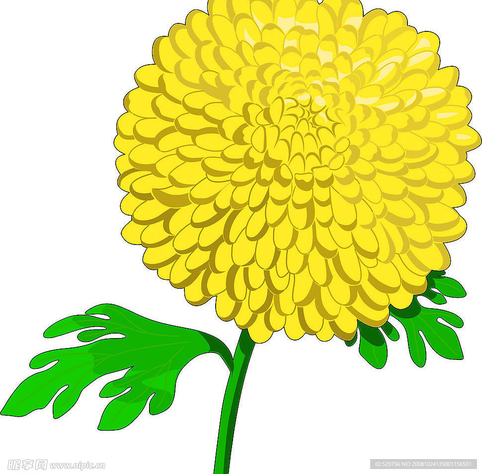 黄色小花