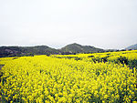 仙居油菜花节