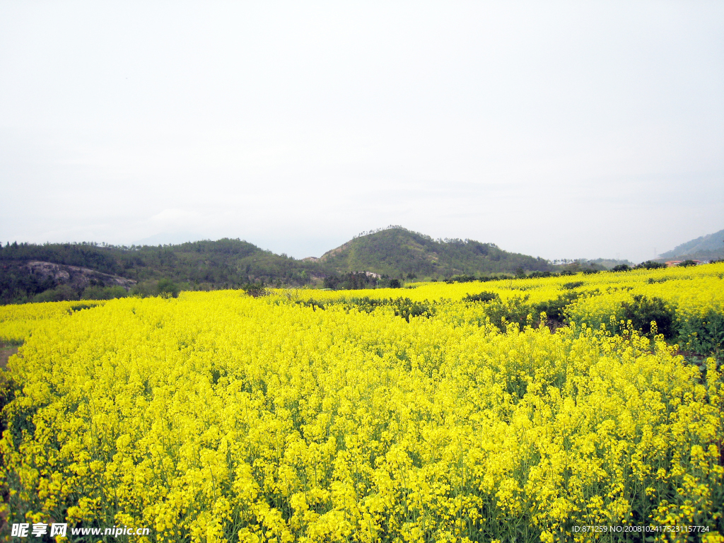 仙居油菜花节