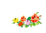 彩花