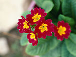 鲜花