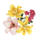 PSD抠好花卉图