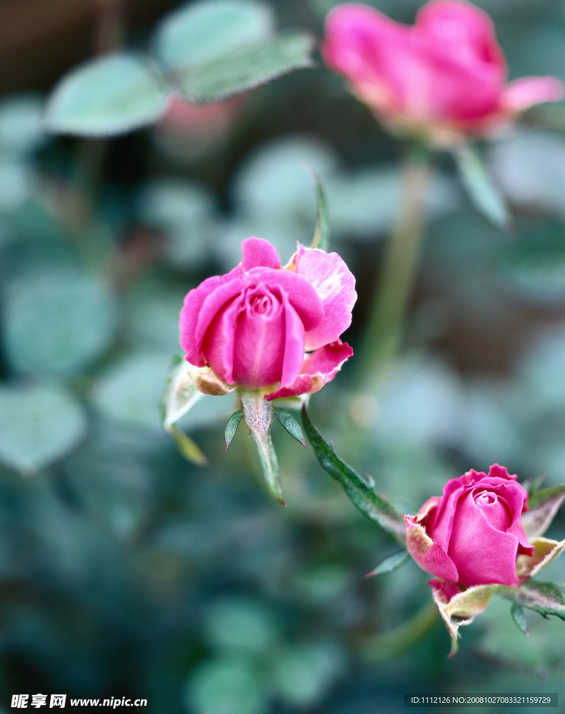 花卉